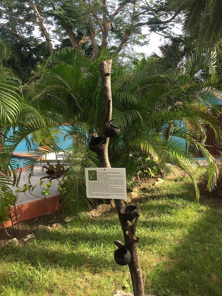 Buccaneer Beach Club Dickenson Bay Eksteriør bilde