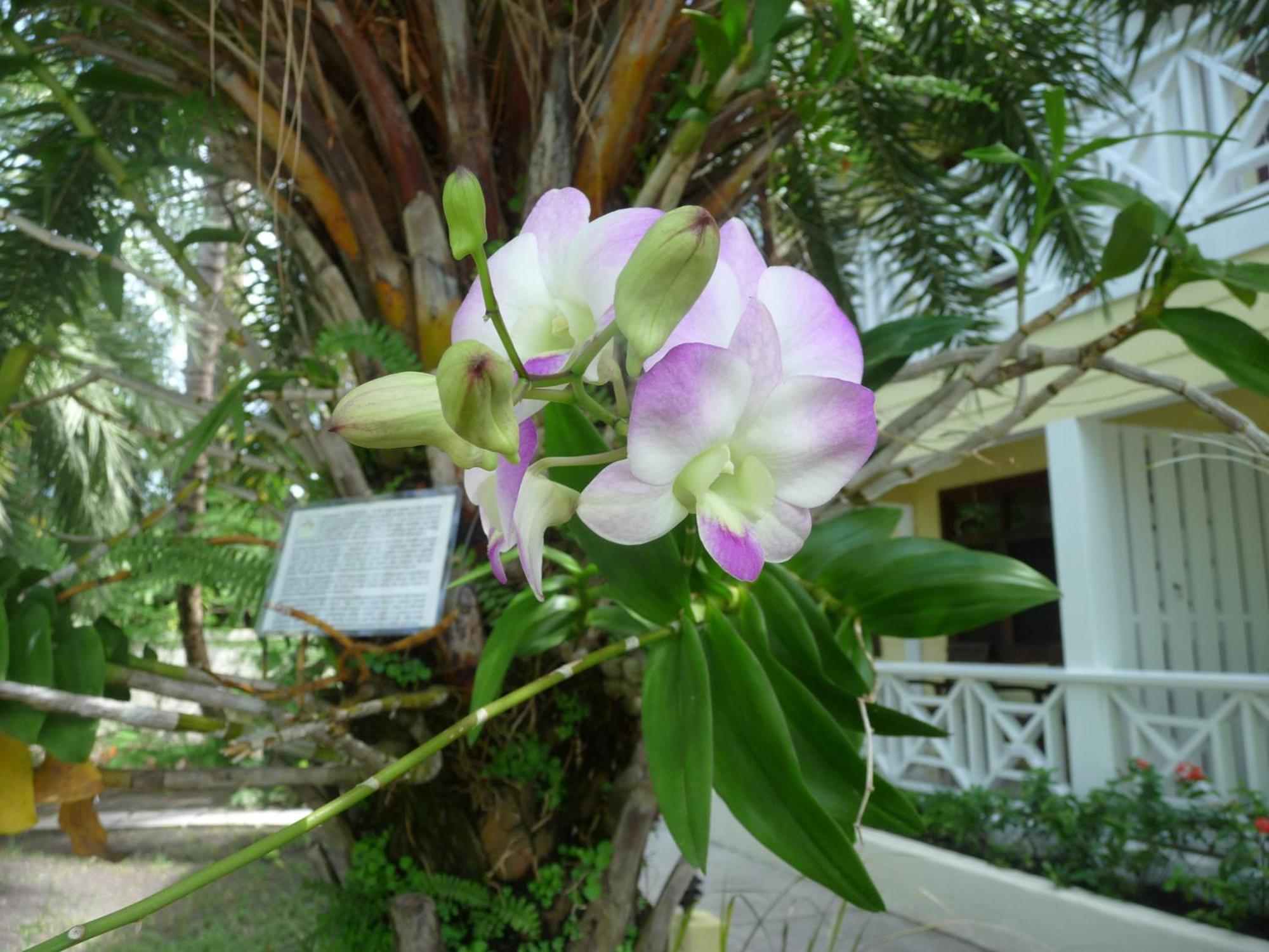 Buccaneer Beach Club Dickenson Bay Eksteriør bilde